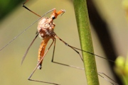 Crane Fly (Leptotarsus sp) (Leptotarsus sp)